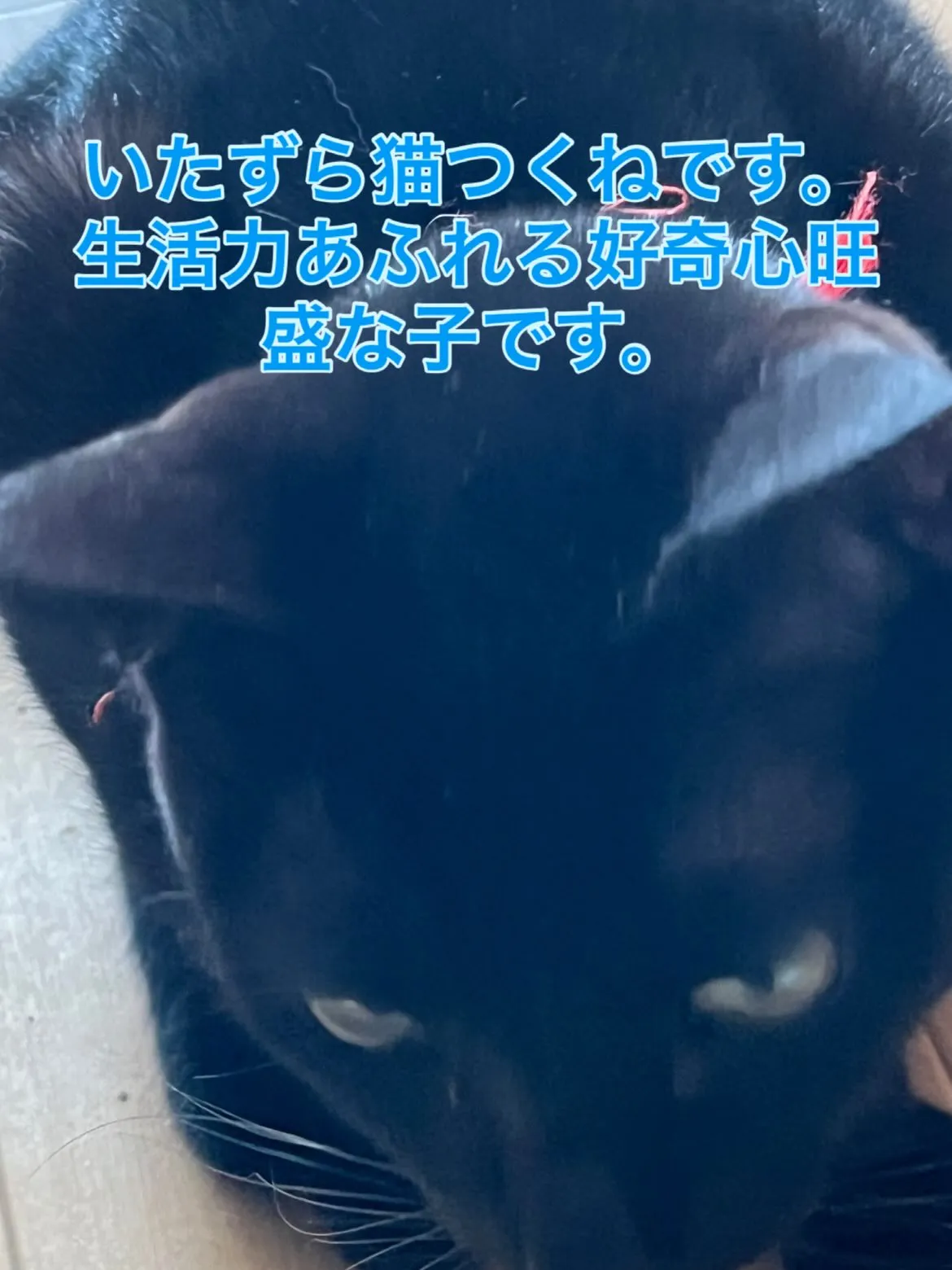 お子さんのいたずら、つい怒っちゃうことあります。