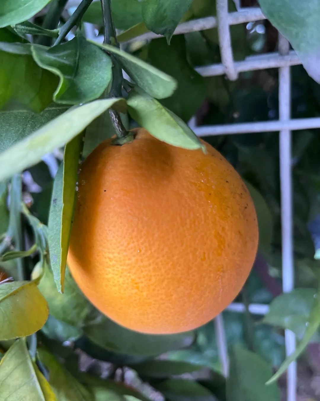 庭の果実も子育てとおんなじですね。