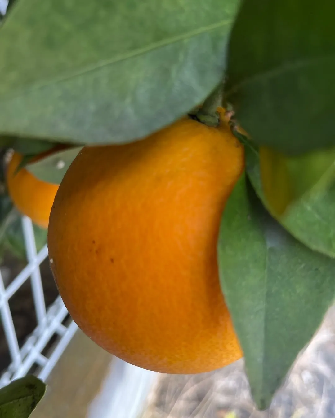 庭の果実も子育てとおんなじですね。