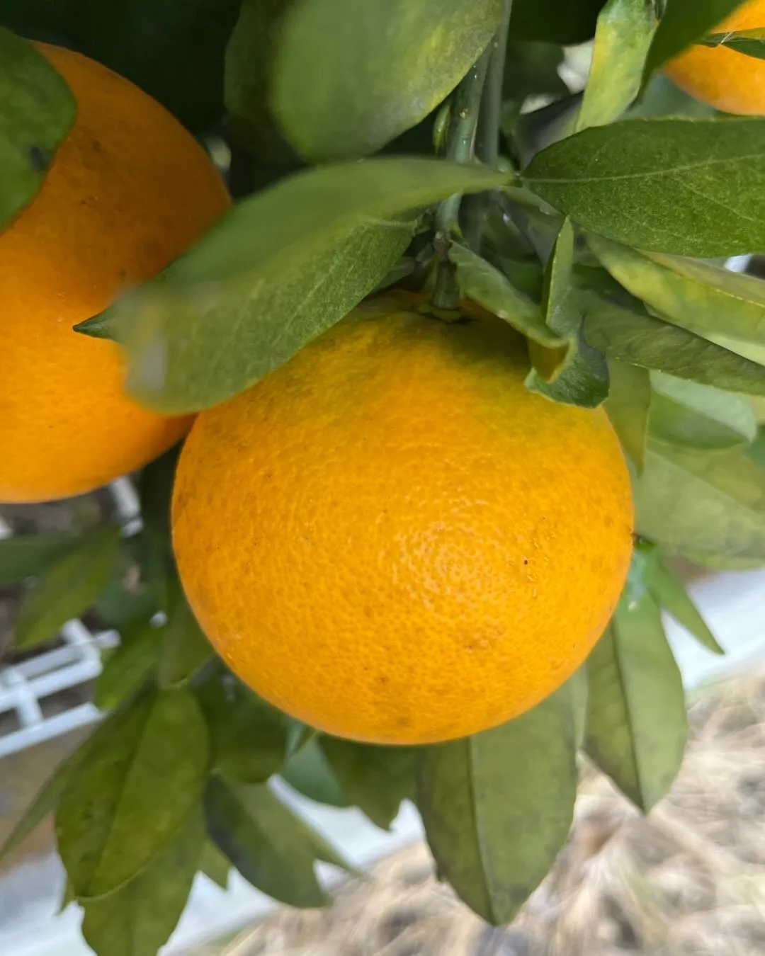 庭の果実も子育てとおんなじですね。