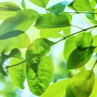 ははのてについて