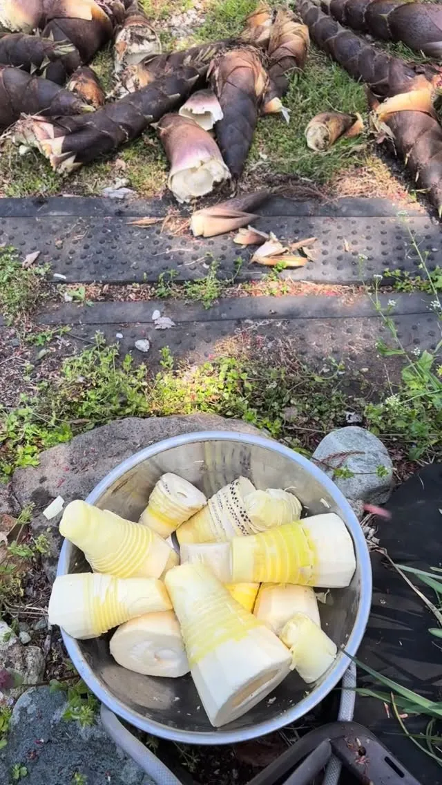 実家で、外で筍のあく抜きをしてきました。