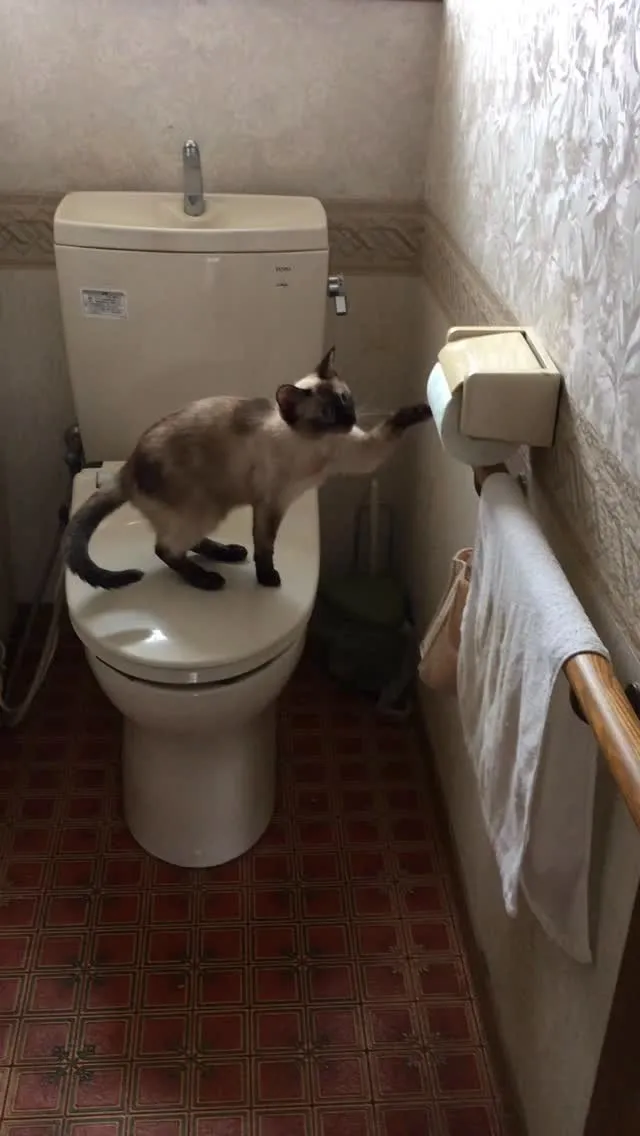 怒られるってわかってても